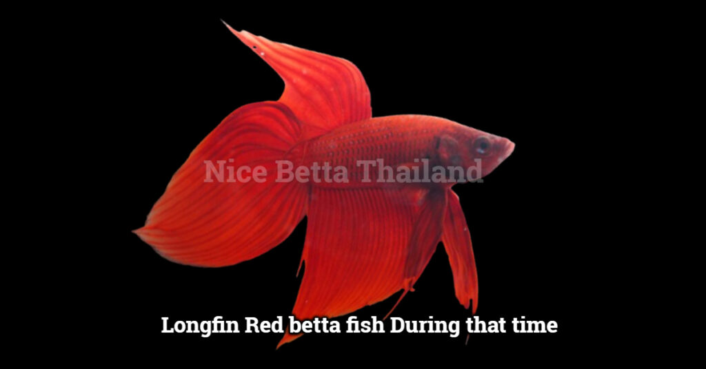 Longfin Red betta fish during that time