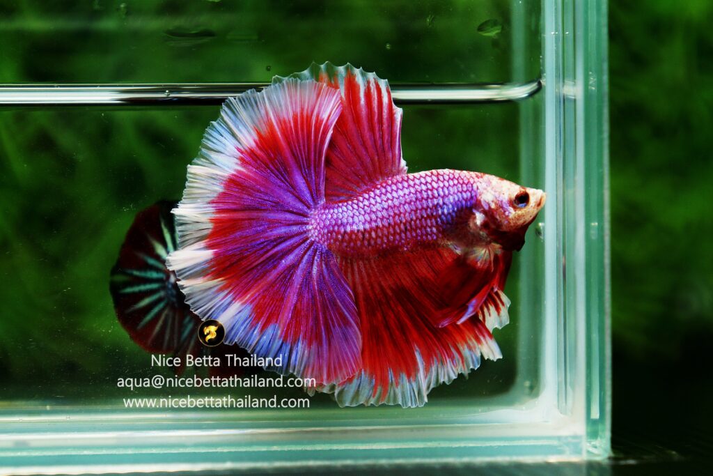 Pink betta fish