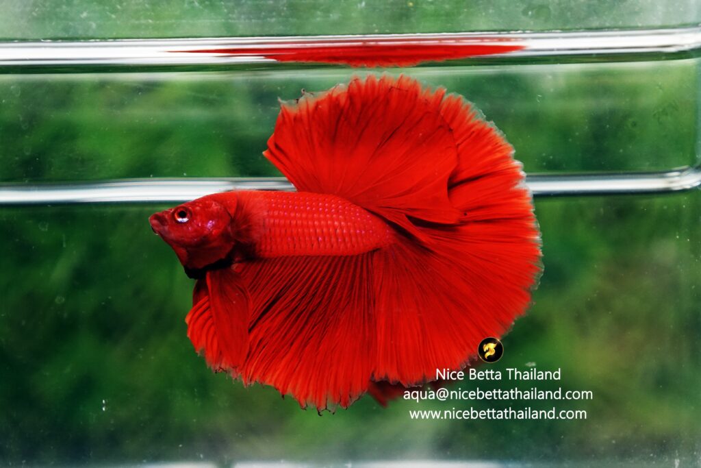 Red betta fish