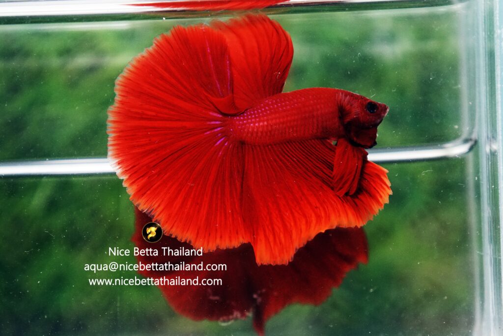 Red betta fish