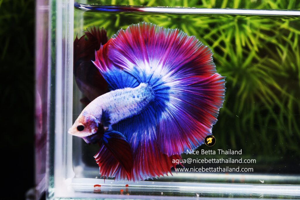 Thailand betta fish