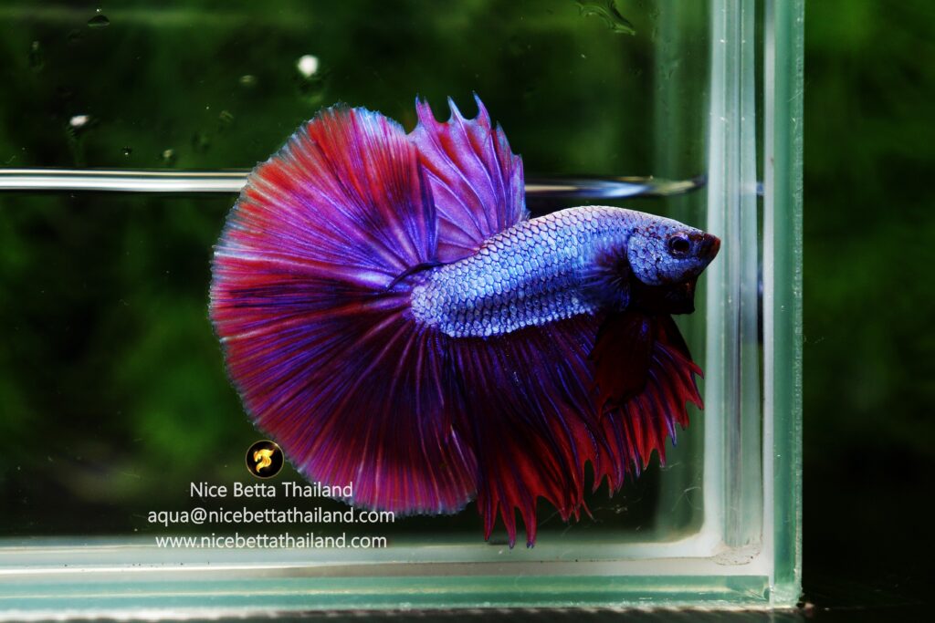 Ture purple betta fish long fin in the world only Nice Betta Thailand