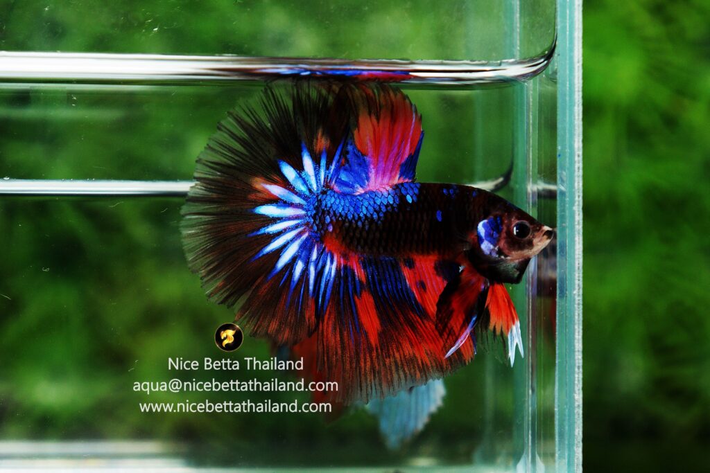 Warrior betta fish