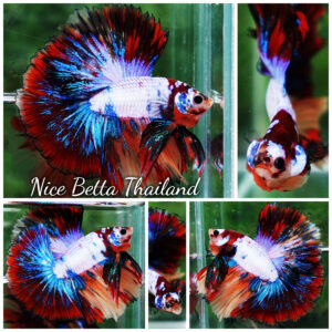 Betta fish Multicolor Candy Red Scaft Sky Hawk HM