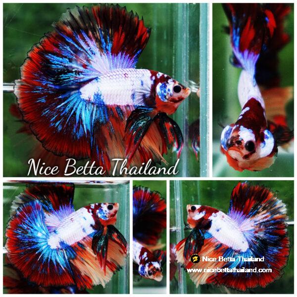 Betta fish Multicolor Candy Red Scaft Sky Hawk HM