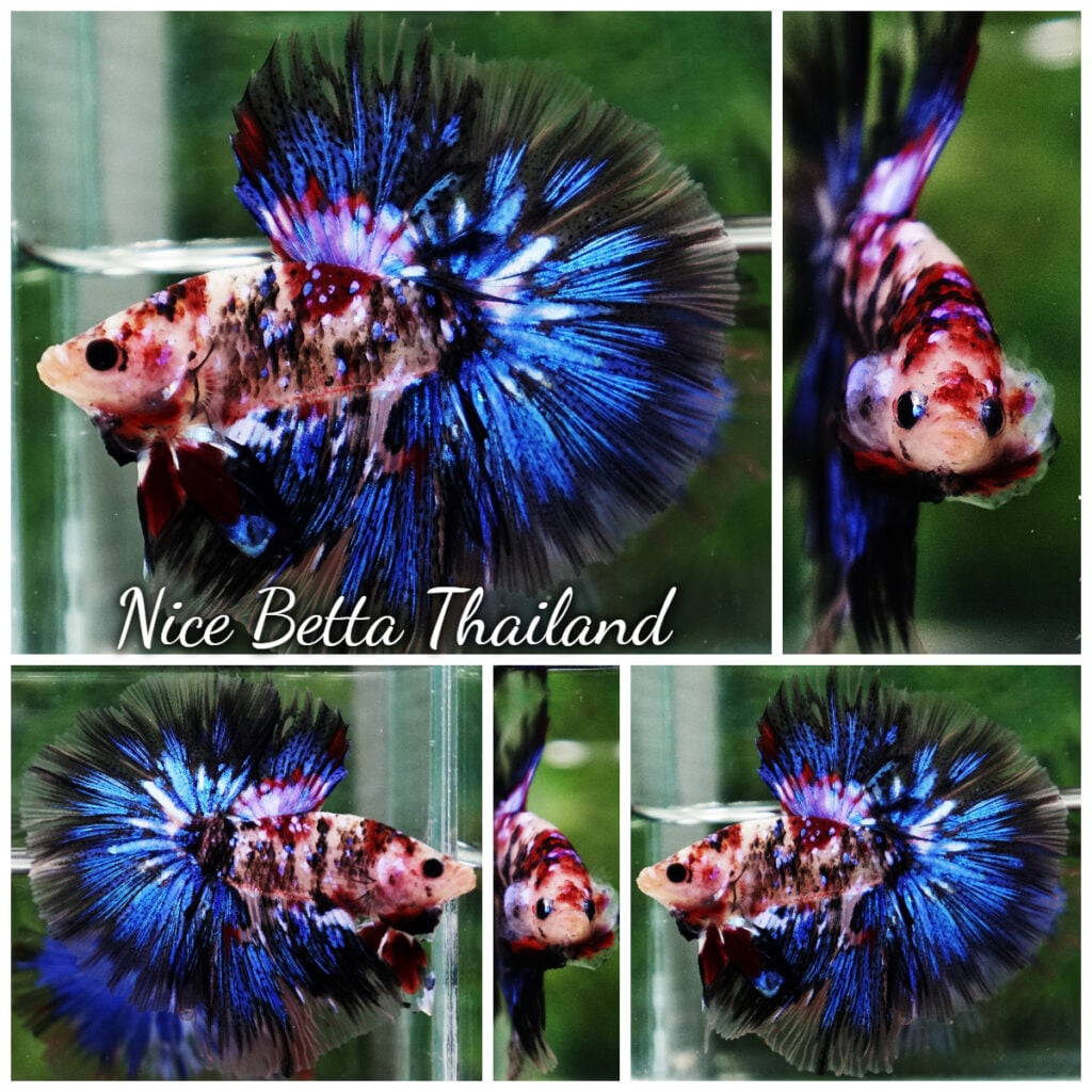 Betta fish Blue Koi Galaxy Hawk OHM - nicebettathailand.com