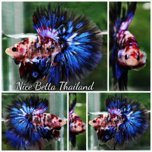 Betta fish Blue Koi Galaxy Hawk OHM