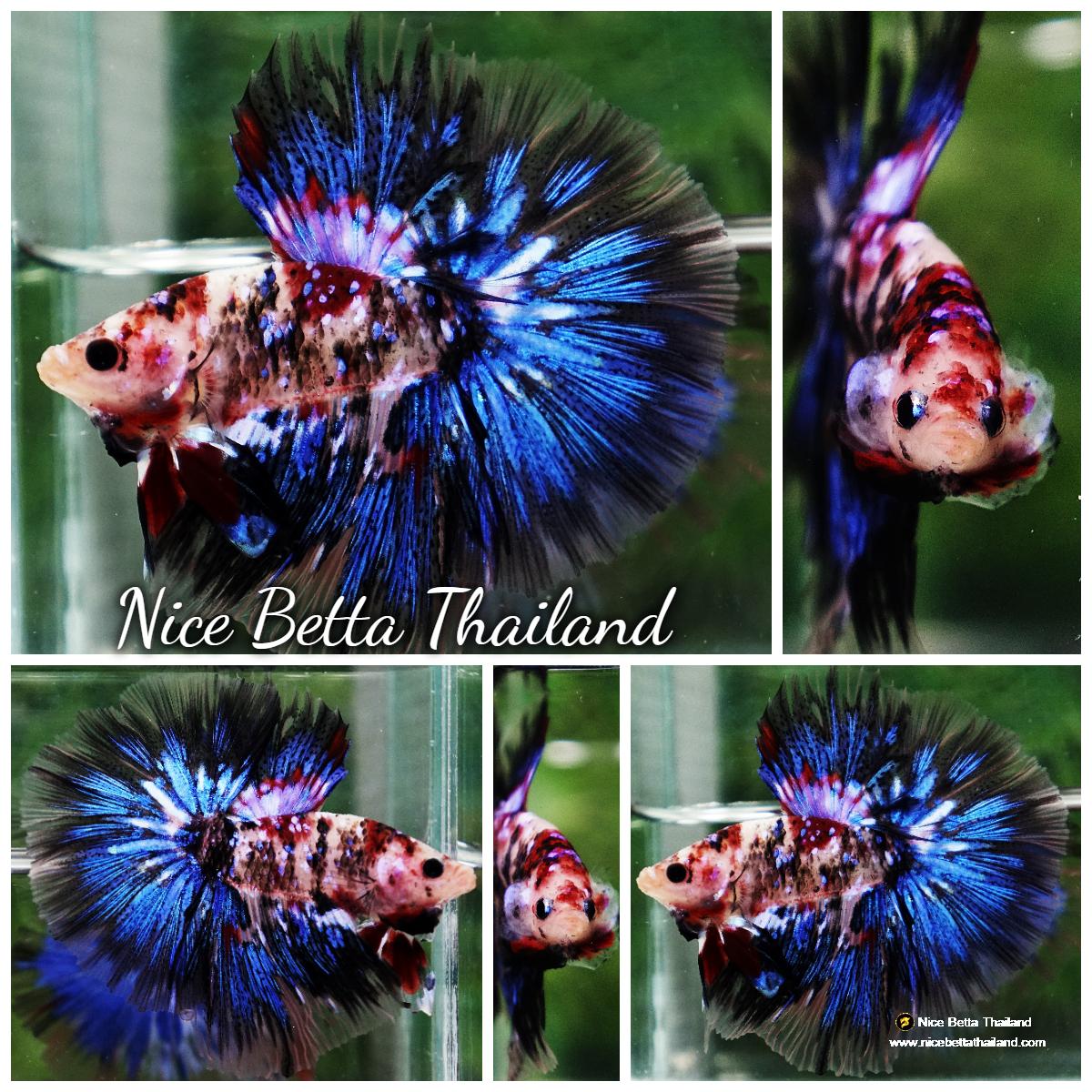 Unique Fighter Fish Betta fish Blue Koi Galaxy Hawk OHM - nicebettathailand.com