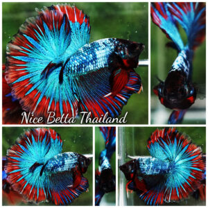 Betta fish Fancy Thai-Malangtub Butterfly Sky Hawk OHM
