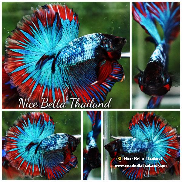 Betta fish Fancy Thai-Malangtub Butterfly Sky Hawk OHM