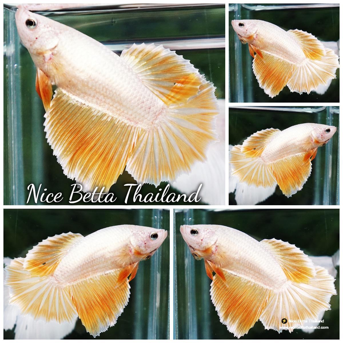 Betta fish Female Gold Dragon HM - nicebettathailand.com