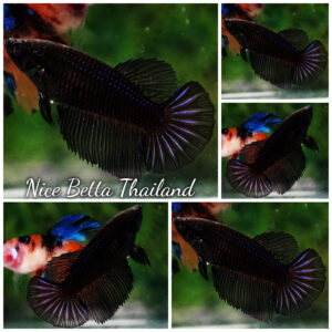 Betta fish Female Black Light HM