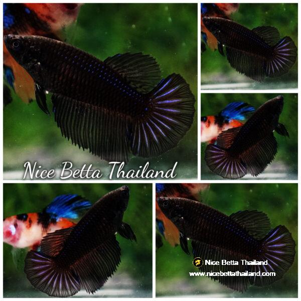 Betta fish Female Black Light HM