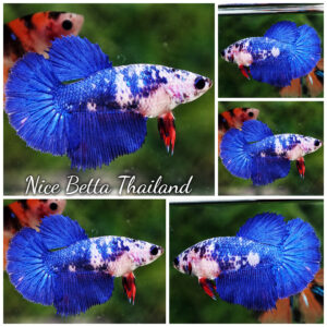 Betta fish Female Fancy Blue Mermaid HM