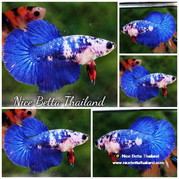 Betta fish Female Fancy Blue Mermaid HM