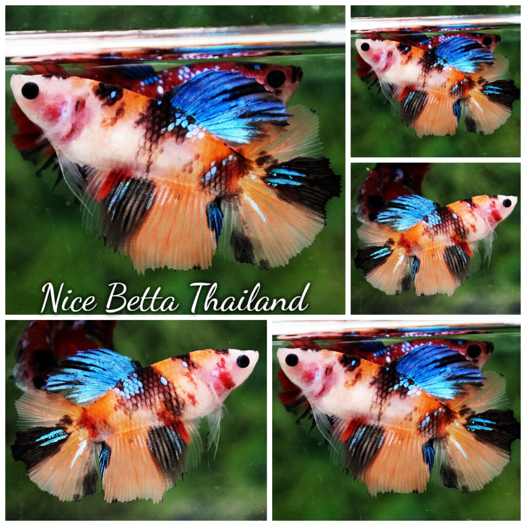 Betta fish Female Emerald Nemo Koi HM - nicebettathailand.com