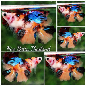 Betta fish Female Emerald Nemo Koi HM