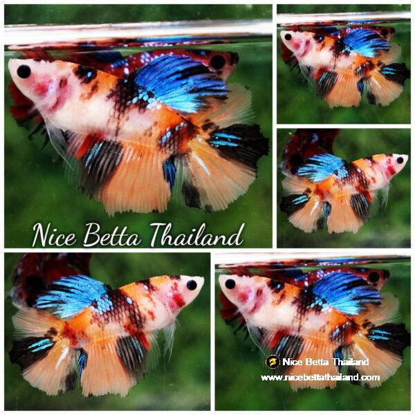 Betta fish Female Emerald Nemo Koi HM