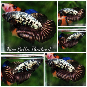 Betta fish Female Shadow Black Star Galaxy HM