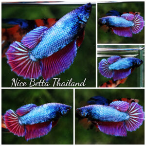 Betta fish Female Purple Metallic Lavender HM
