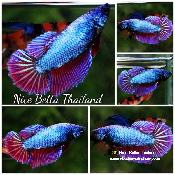 Betta fish Female Purple Metallic Lavender HM