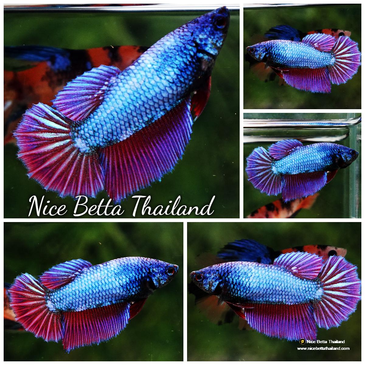 Betta fish Female Purple Metallic Lavender HM - nicebettathailand.com