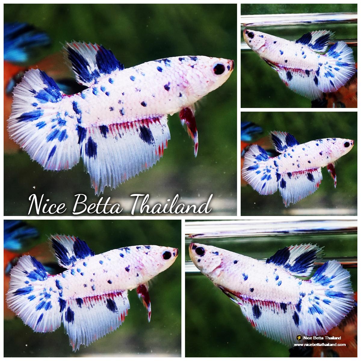 Betta Rô Betta fish Female Blue Marble HM - nicebettathailand.com
