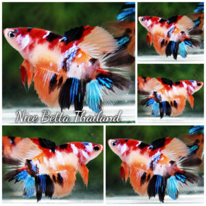 Betta fish Female Candy Nemo HM