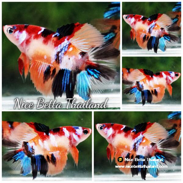 Betta fish Female Candy Nemo HM