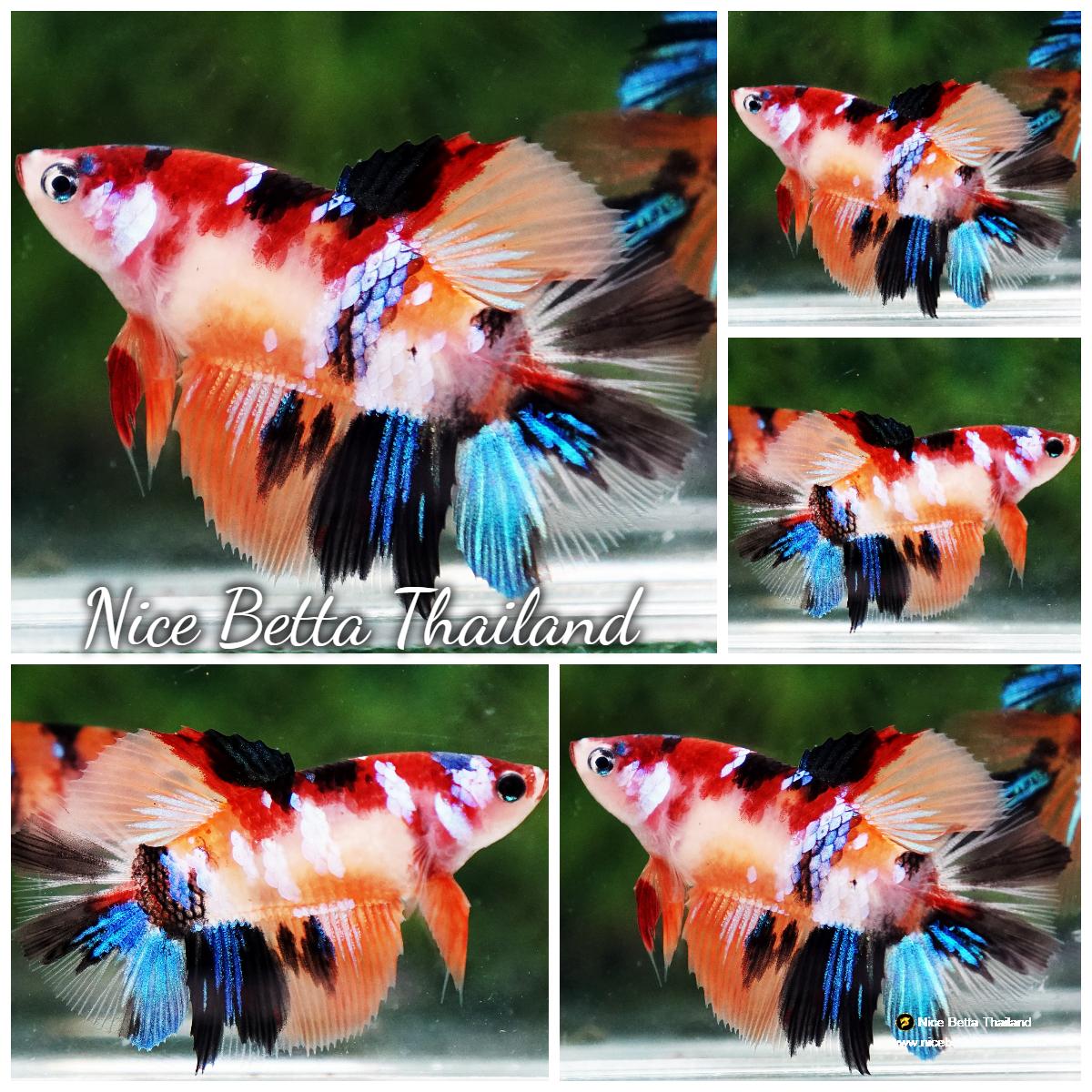 Betta fish Female Candy Nemo HM - nicebettathailand.com