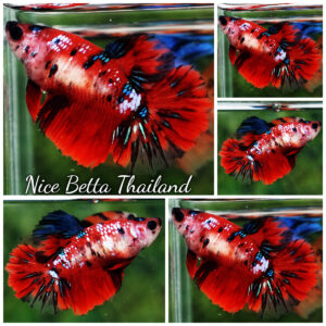 Betta fish Female Red Koi Star HM
