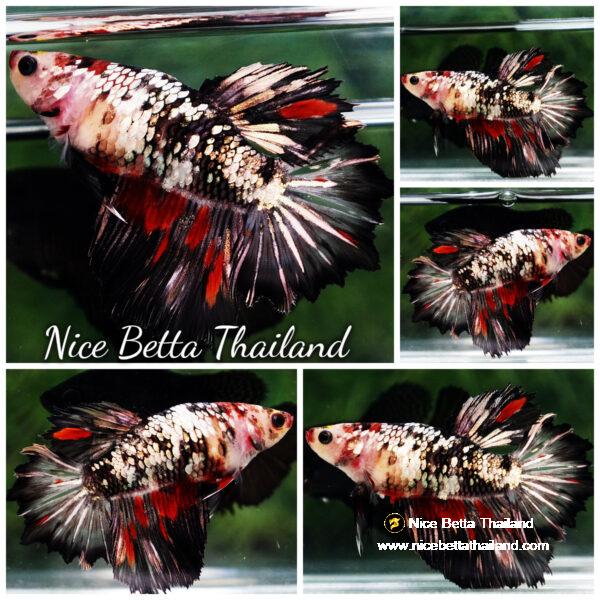 Betta fish Queen Shadow Vampire Copper Galaxy Rosetail HM