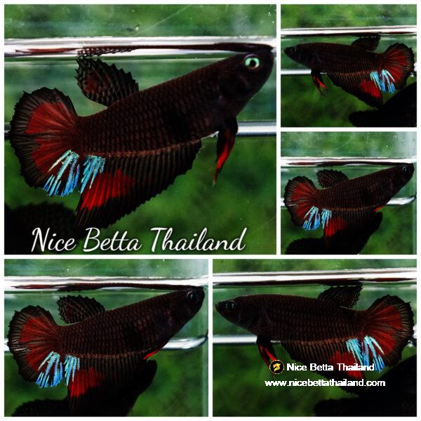 Betta fish Female Shadow Black Vampire HM