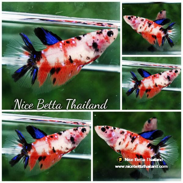 Betta fish Female Classic Nemo Koi HM