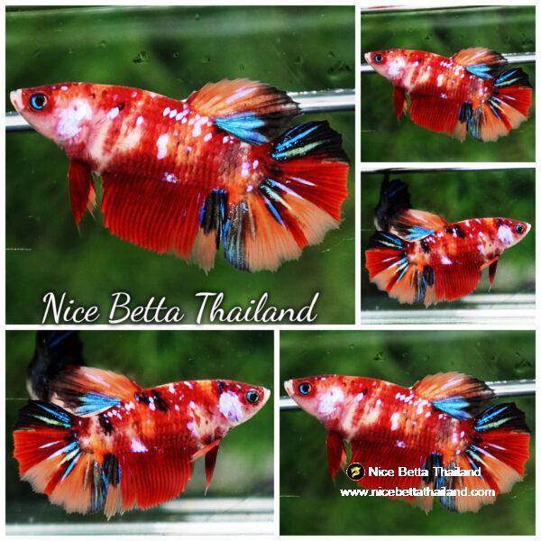 Betta fish Female Candy Nemo Star HM
