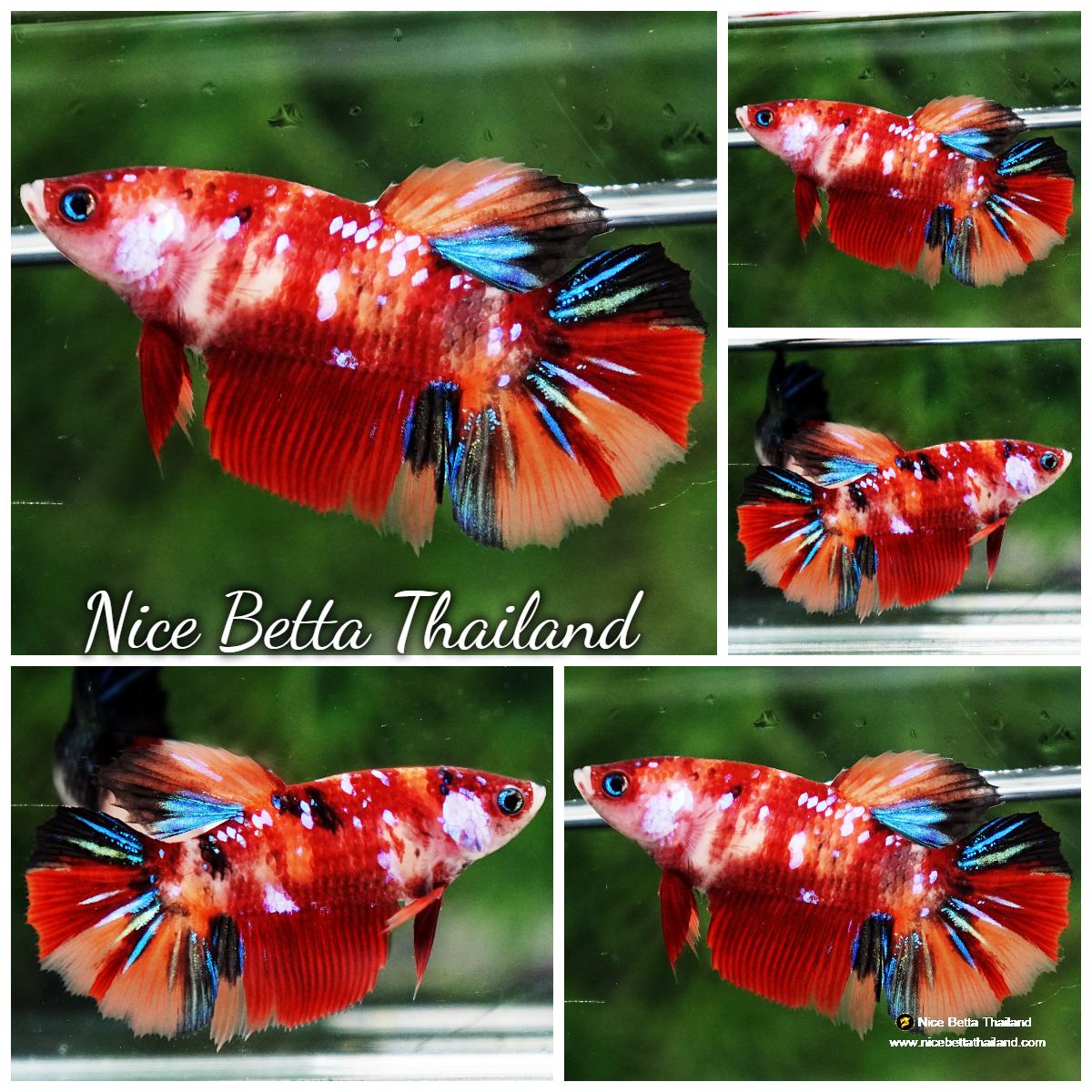 Betta fish Female Candy Nemo Star HM