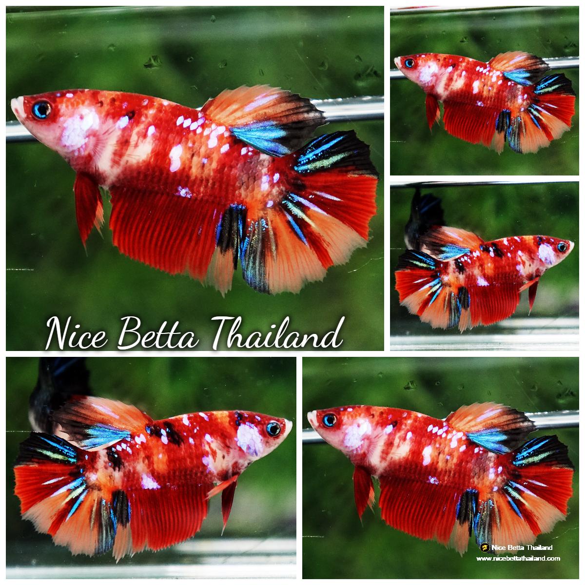 Betda Fish Betta fish Female Candy Nemo Star HM - nicebettathailand.com