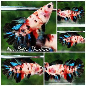 Betta fish Female Blue Black Koi Gordon HM