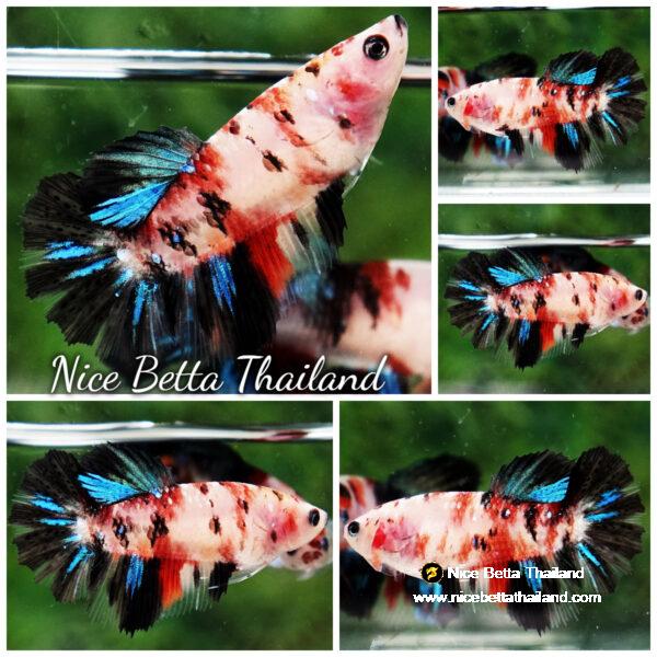 Betta fish Female Blue Black Koi Gordon HM