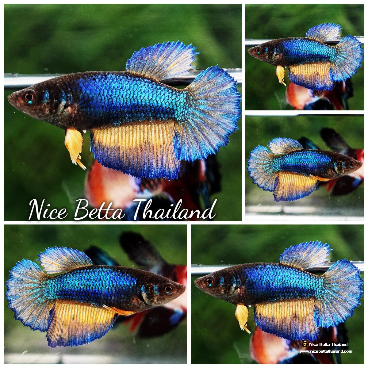 Betta fish Female Blue Mustard Gas HM - nicebettathailand.com