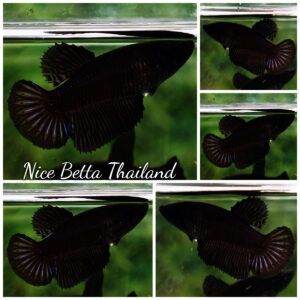 Betta fish Female Super Black Hole HM