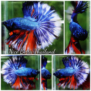 Betta fish Fancy Blue Dragon Nemo Hawk OHM