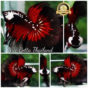 Betta fish VamPire Black Samurai Butterfly HM