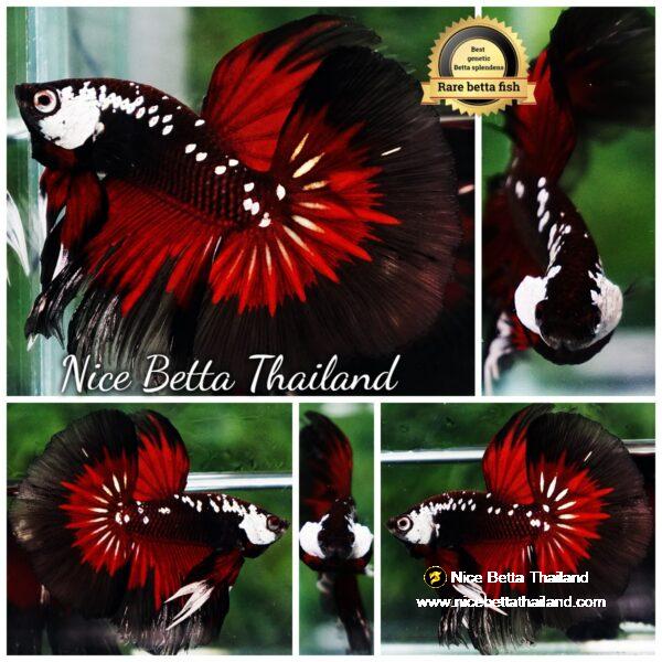 Betta fish VamPire Black Samurai Butterfly HM