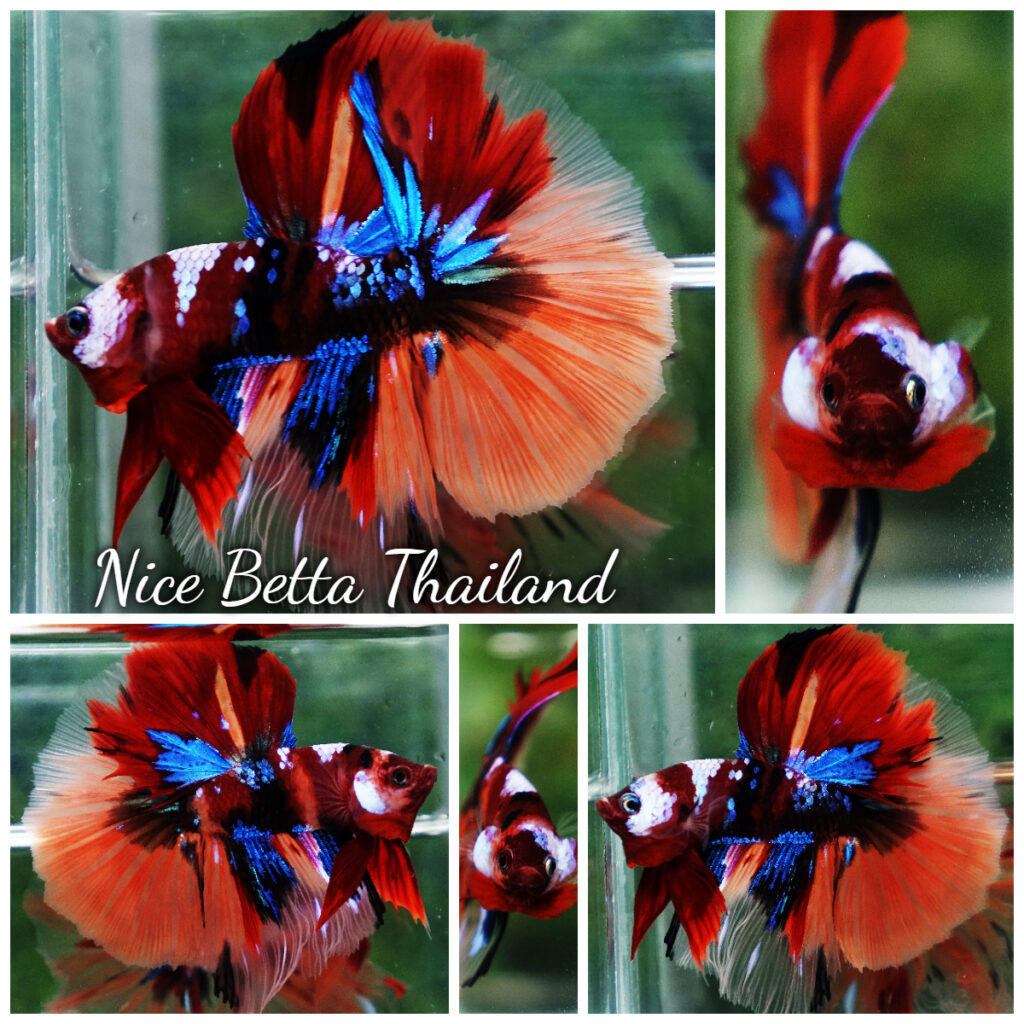 Betta fish Female HM Multicolor Candy Nemo - nicebettathailand.com