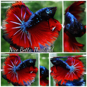 Betta fish Hell Boy Avatar Warrior OHM