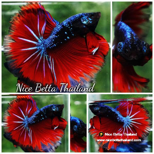 Betta fish Hell Boy Avatar Warrior OHM