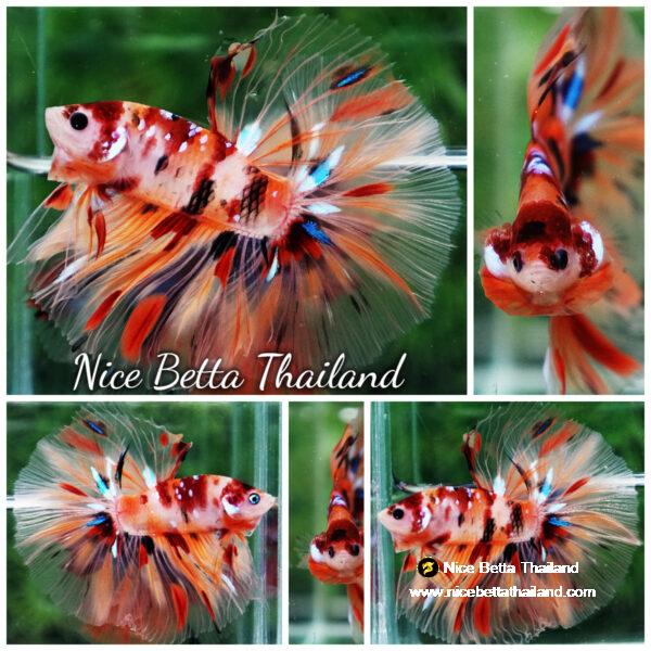 Betta fish Classic Nemo Star OHM