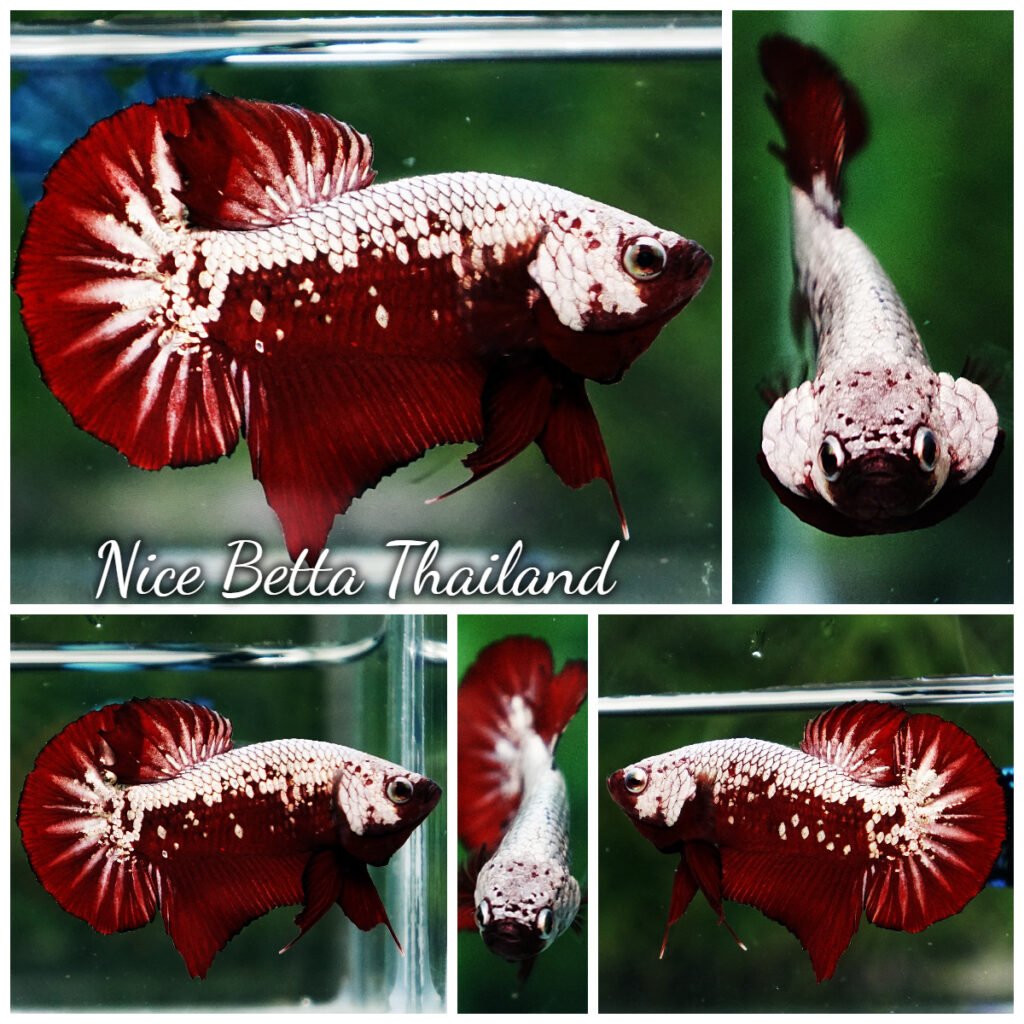 Betta fish Red Samurai HMPK