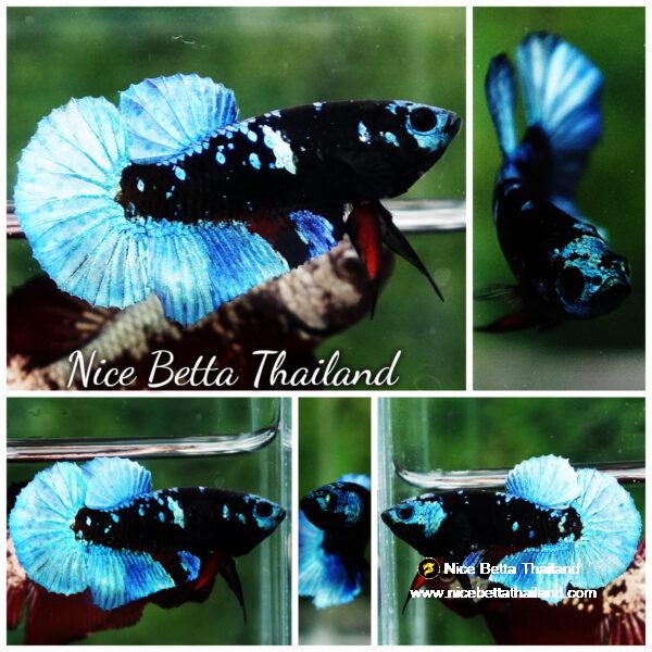 Betta fish Helmet Blue Black Star Avatar HMPK